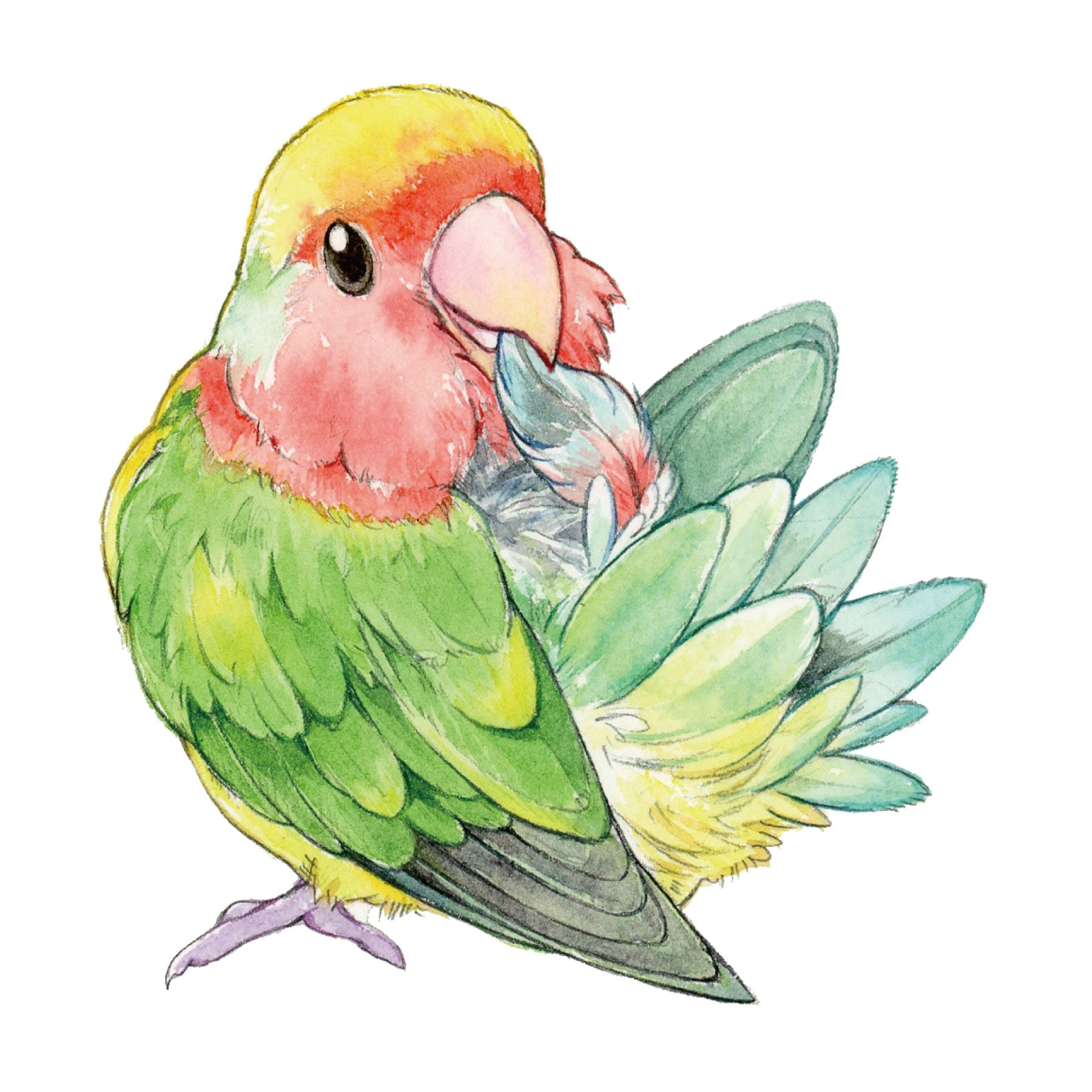 コザクラインコ – ゆとり屋公式オンラインショップ