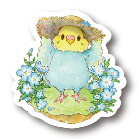 middle size|ネモフィラセキセイ