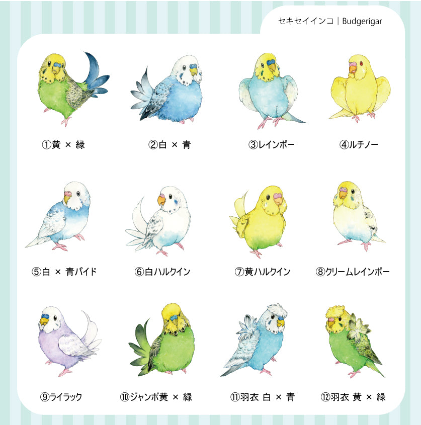 sticker Ssize｜セキセイインコ Budgerigar