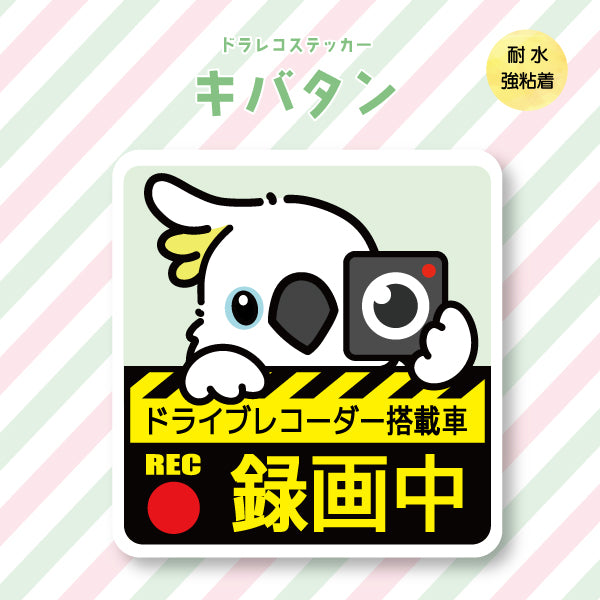 ドラレコステッカー|キバタン