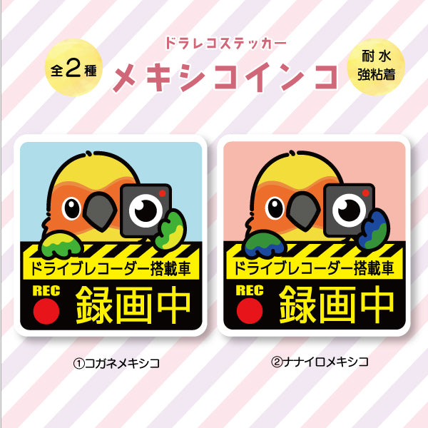 ドラレコステッカー|メキシコインコ(全2種)