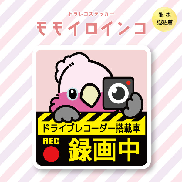 ドラレコステッカー|モモイロインコ