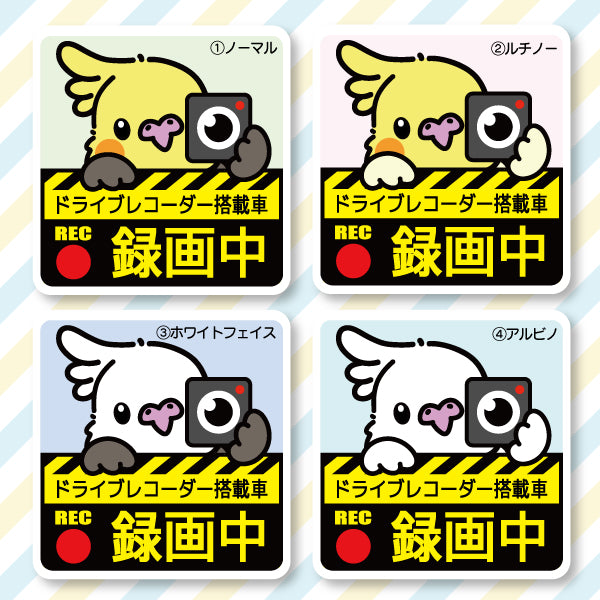 行车记录仪贴纸 | 玄凤鹦鹉(全 4 种)