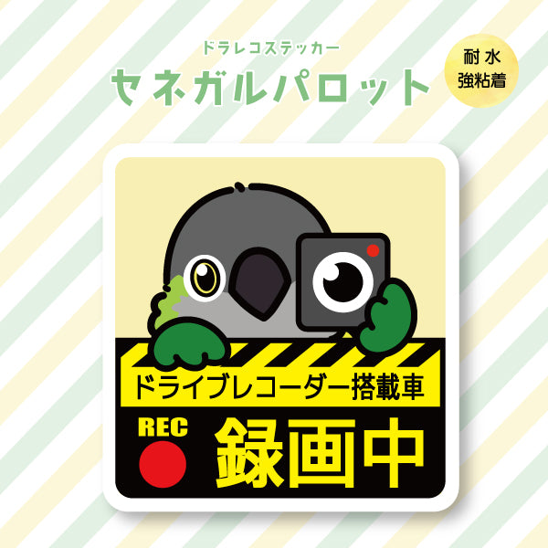 ドラレコステッカー|セネガルパロット