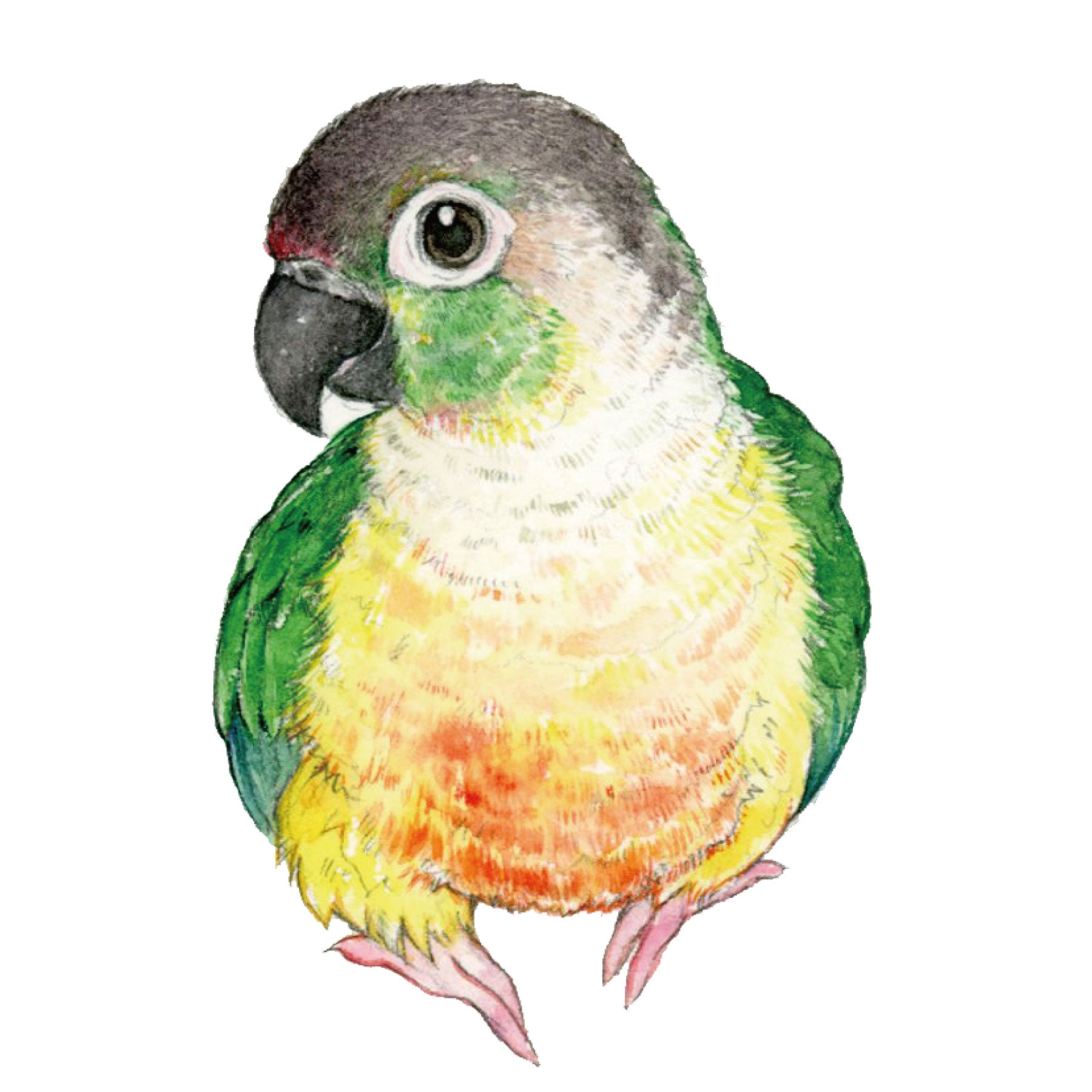ウロコインコ – ゆとり屋公式オンラインショップ