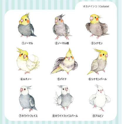 sticker Ssize｜オカメインコ Cockatiel