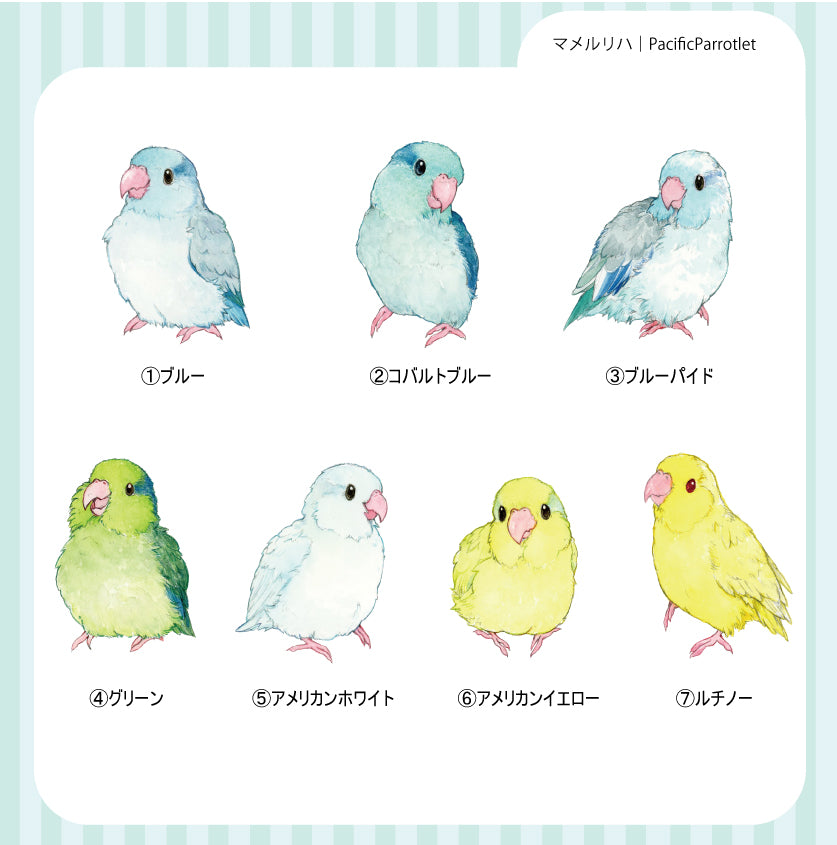 sticker Ssize｜マメルリハ PacificParrotlet