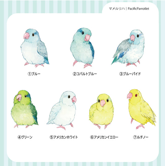 sticker Ssize｜マメルリハ PacificParrotlet
