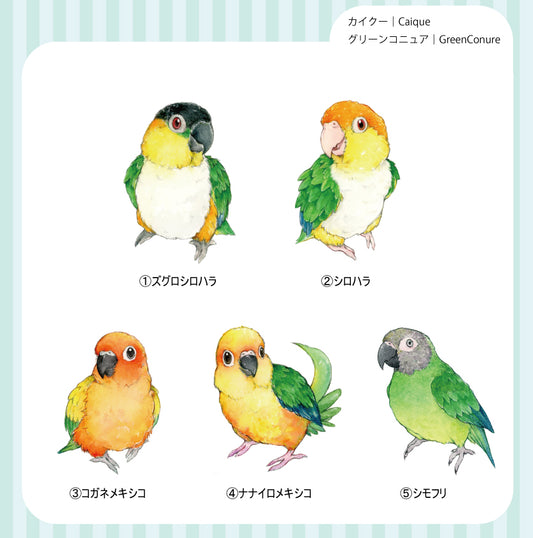 sticker Ssize｜カイクーCaique&グリーンコニュア｜GreenConure