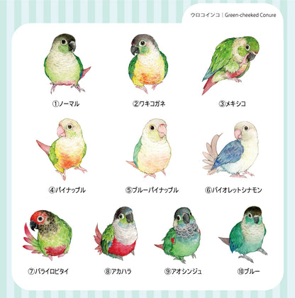 sticker Ssize｜Urokoinko Green-cheeked Conure