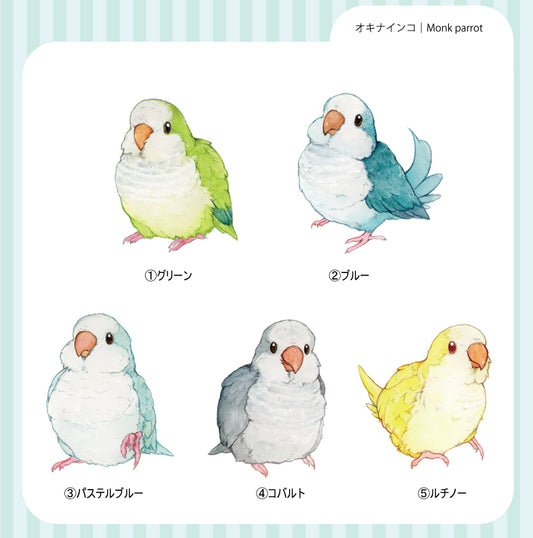 sticker Ssize｜オキナインコ Monk parrot