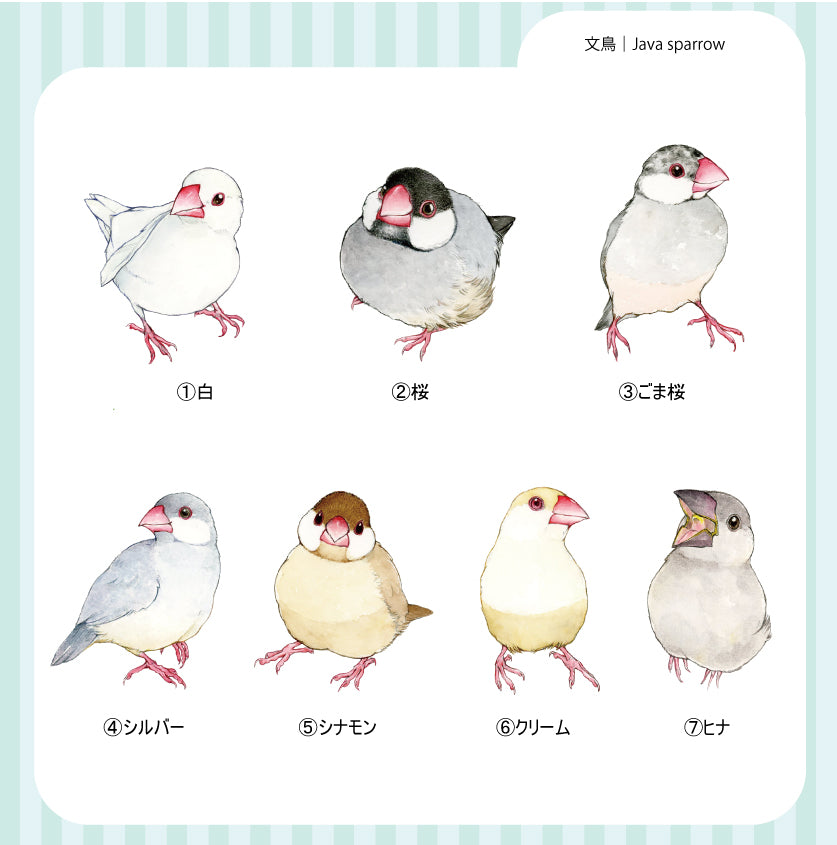 sticker Ssize｜文鳥 Java sparrow