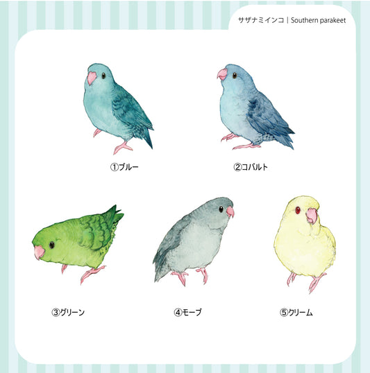 sticker Ssize｜サザナミインコ Southern parakeet