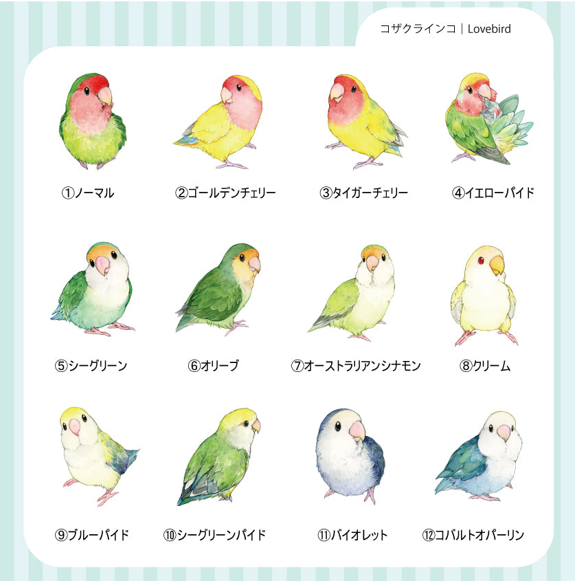 sticker Ssize｜コザクラインコ Lovebird