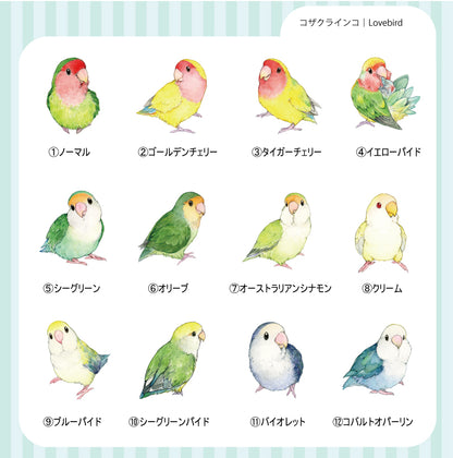 sticker Ssize｜コザクラインコ Lovebird