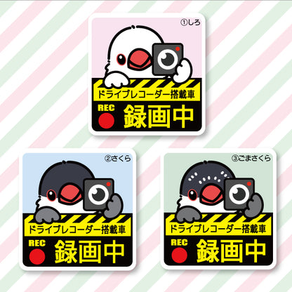 Drive recorder sticker | Java sparrow (6 types in total)