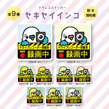 Drive recorder sticker | Budgie (9 types in total)