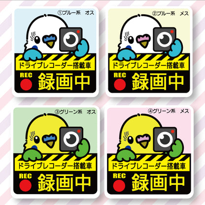 Drive recorder sticker | Budgie (9 types in total)