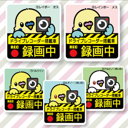 Drive recorder sticker | Budgie (9 types in total)