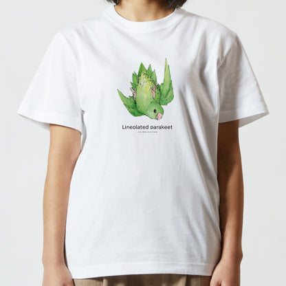 T-shirt | Southern Parakeet Lineolated parakeet